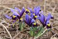 iris reticulata